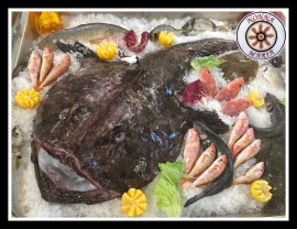Piccola Pescatrice da 26 kg.